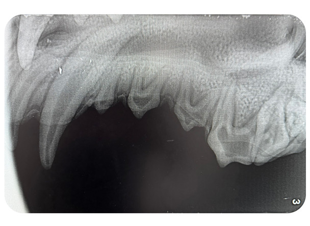 Norman – Multi Procedure Canine Dental Model   tandmodel hund5